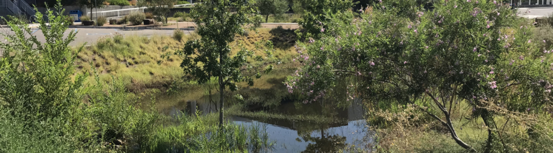 A vegetated basin at Smith Brasher Hall after a rain event